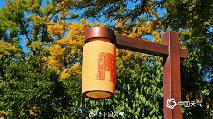 秋日限定 圆明园树叶进入调色盘模式 秋日限定 圆明园树叶进入调色盘模式