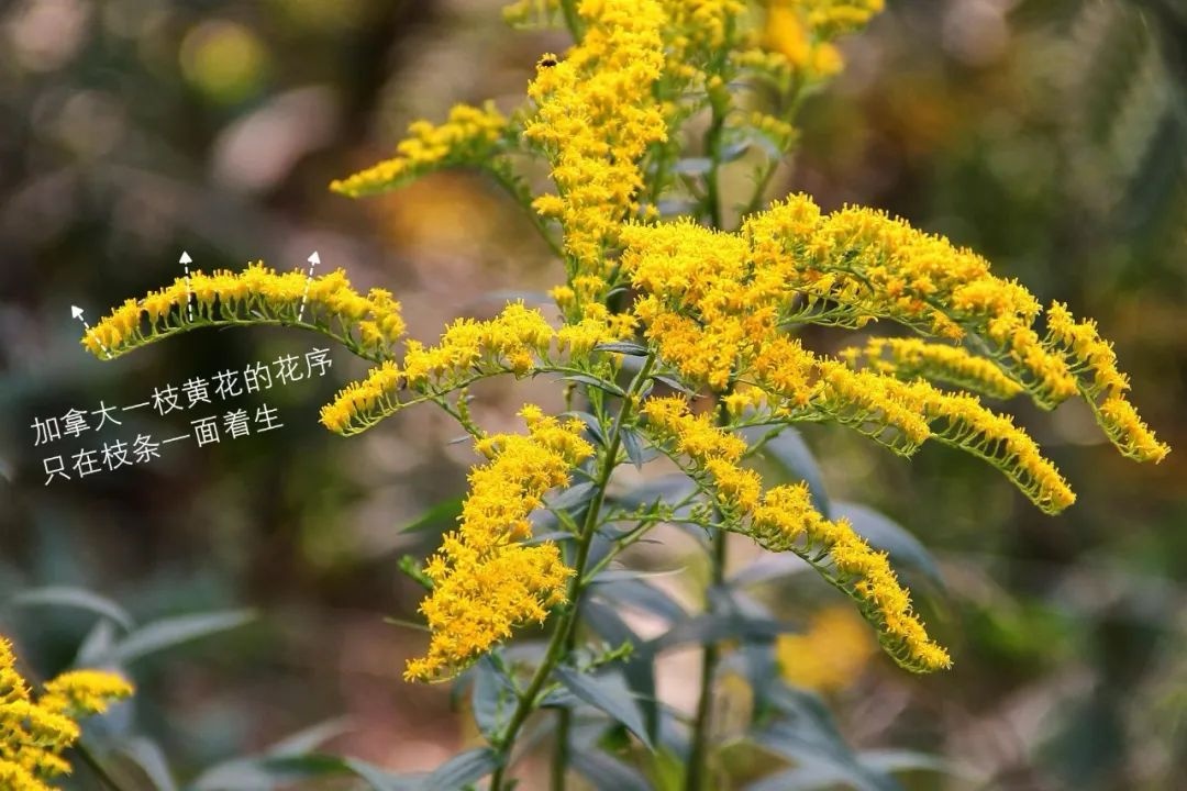 千万别碰，西安已发现加拿大一枝黄花！见到请立即上报！危害极大 →
