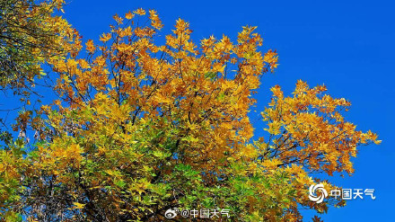 秋日限定 圆明园树叶进入调色盘模式 秋日限定 圆明园树叶进入调色盘模式