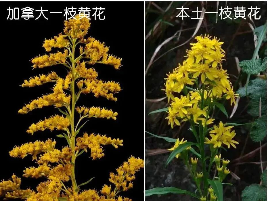千万别碰，西安已发现加拿大一枝黄花！见到请立即上报！危害极大 →