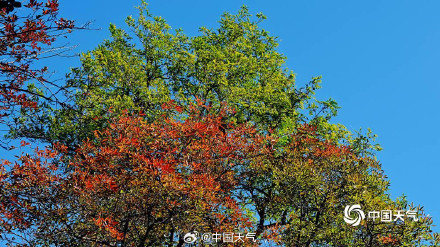 秋日限定 圆明园树叶进入调色盘模式 秋日限定 圆明园树叶进入调色盘模式
