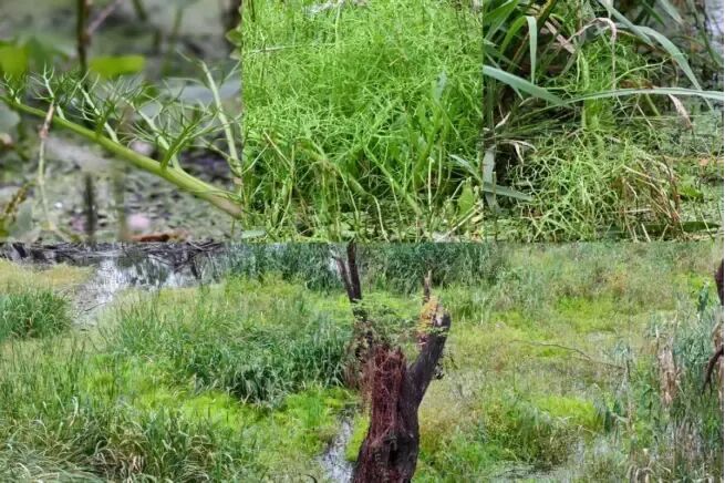 国宝植物,再次现身镇江 国宝植物,再次现身镇江