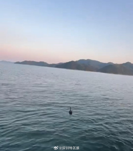 深圳公园黑天鹅离家出走叛逆下海