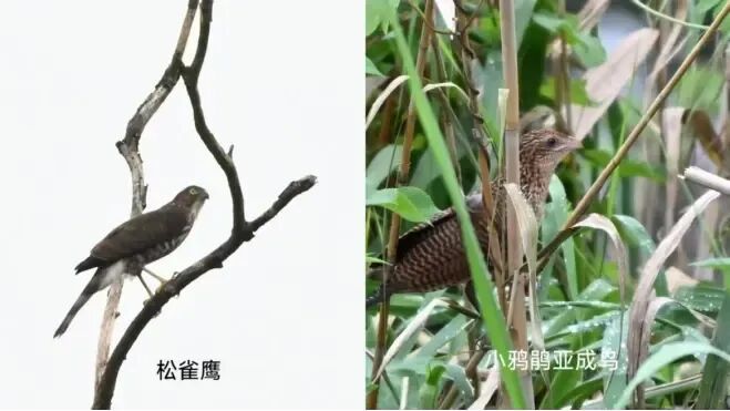国宝植物,再次现身镇江 国宝植物,再次现身镇江