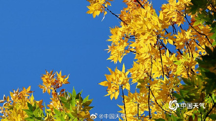 秋日限定 圆明园树叶进入调色盘模式 秋日限定 圆明园树叶进入调色盘模式