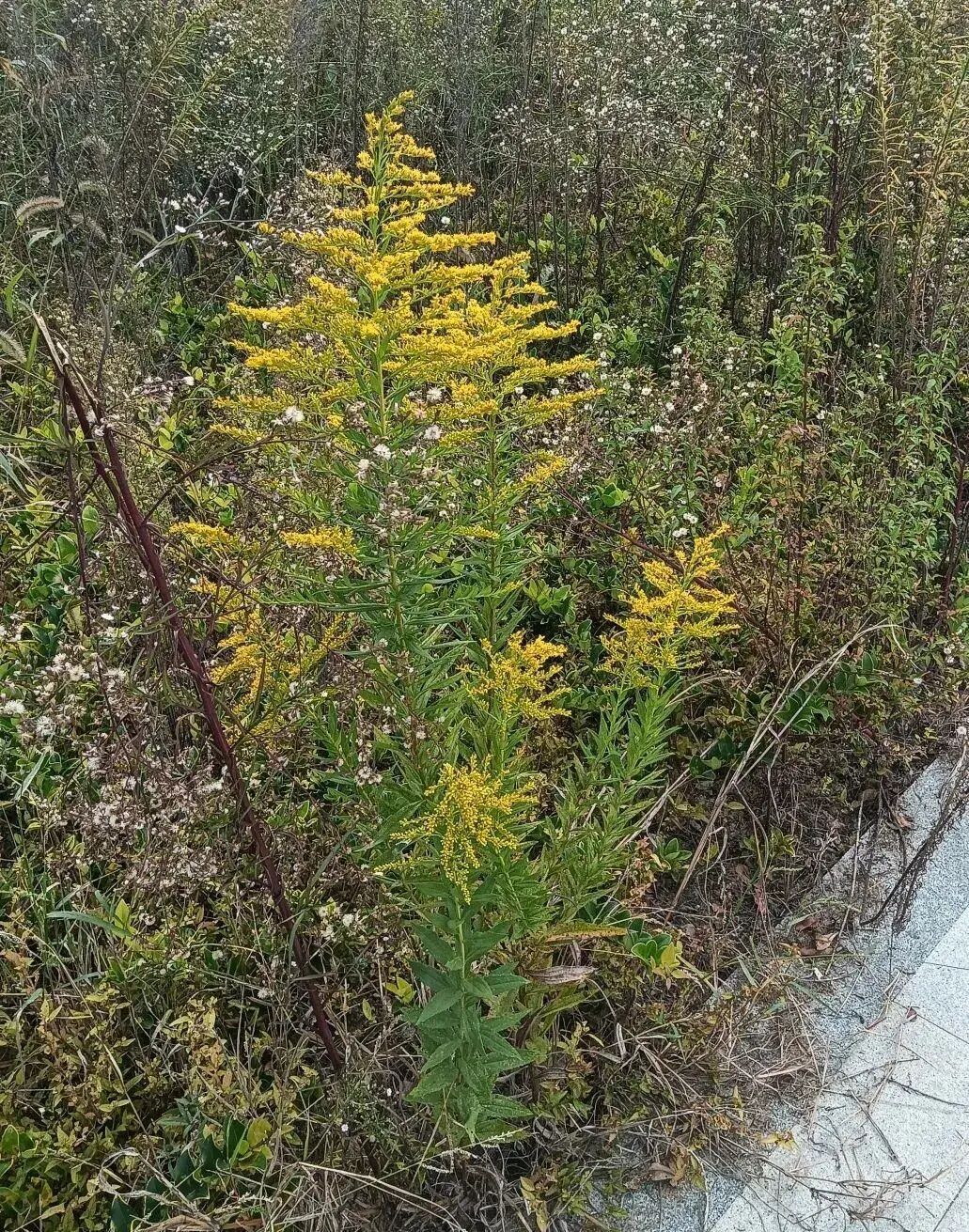 千万别碰，西安已发现加拿大一枝黄花！见到请立即上报！危害极大 →
