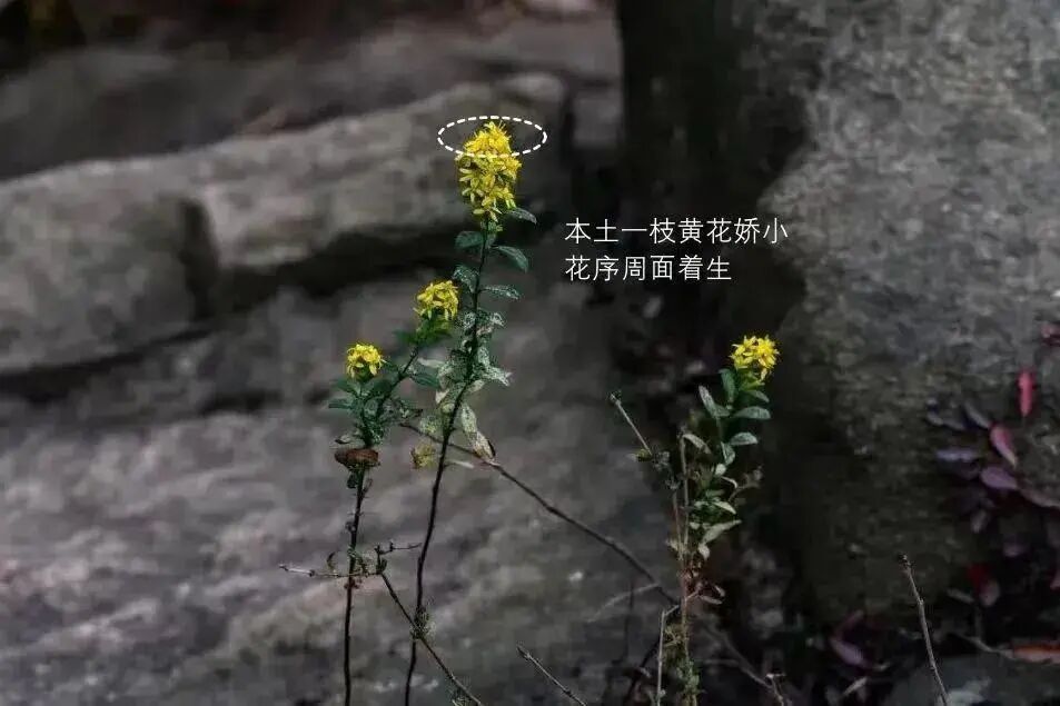 千万别碰，西安已发现加拿大一枝黄花！见到请立即上报！危害极大 →