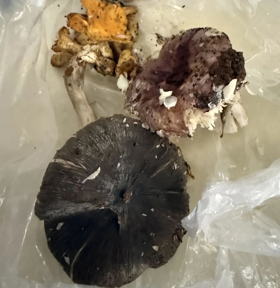 一盘“山珍”下肚,杭州男子直接进了ICU!近期大量出现,不要摘!不要吃! 一盘“山珍”下肚,杭州男子直接进了ICU!近期大量出现,不要摘!不要吃!