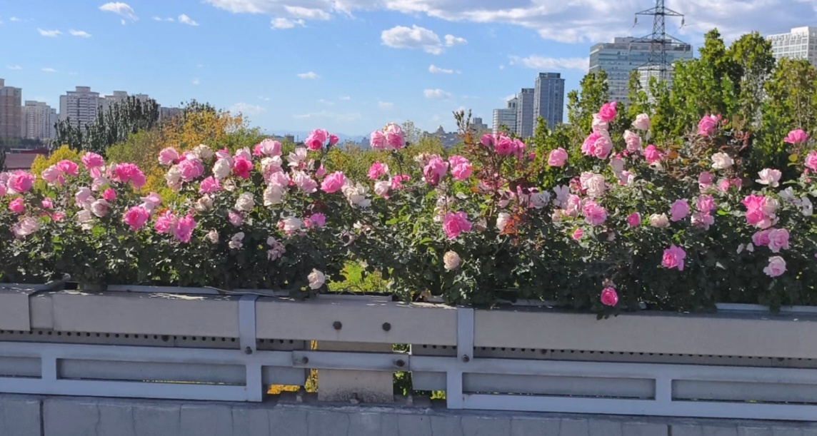 北京环路月季再度“爆花” 装点城市绚丽秋景