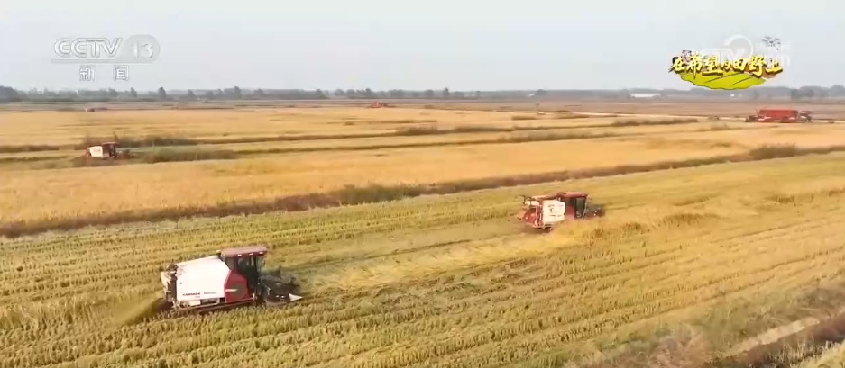 金秋十月迎来水稻丰收季 现代农业科技为丰产丰收筑牢硬核根基 金秋十月迎来水稻丰收季 现代农业科技为丰产丰收筑牢硬核根基