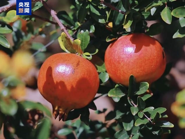 女子想“美容”石榴连籽吃引发肠梗阻 哪些果核不能乱嚼？