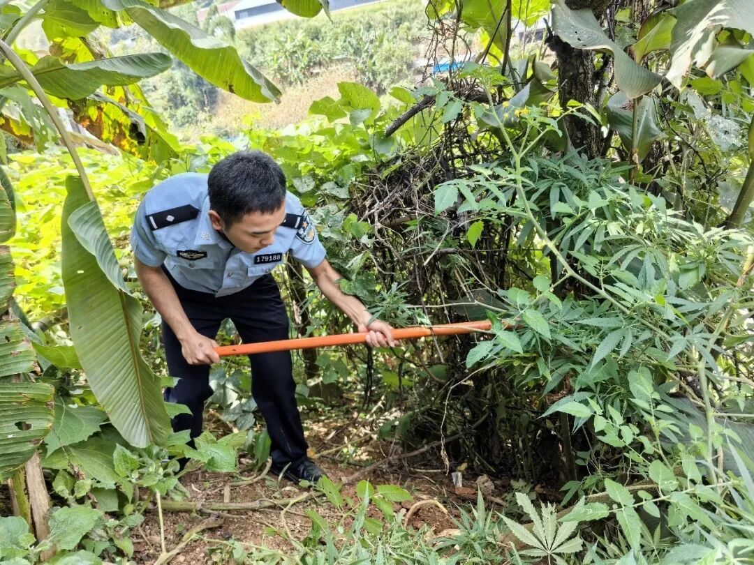 路边不起眼的树,竟是毒品原植物? 路边不起眼的树,竟是毒品原植物?