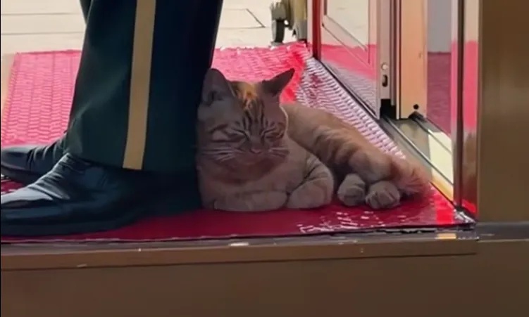 被“收编”，火遍全网的天安门广场橘猫有家了！