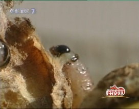 上海爸爸哄女儿生吃"板栗虫"?娃一口吞下: 好吃,还想吃…专家提醒 上海爸爸哄女儿生吃"板栗虫"?娃一口吞下: 好吃,还想吃…专家提醒