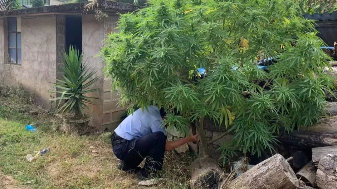 路边不起眼的树,竟是毒品原植物? 路边不起眼的树,竟是毒品原植物?