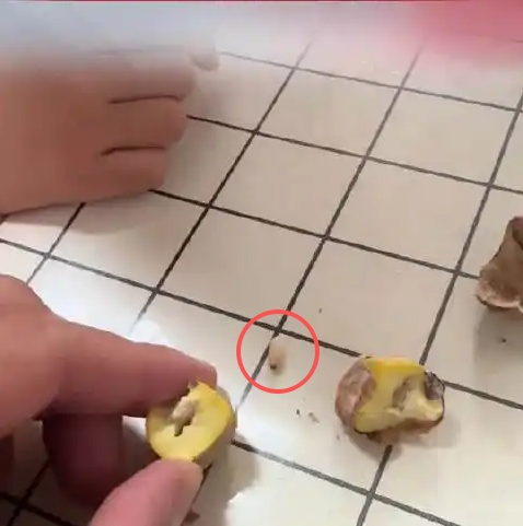 上海爸爸哄女儿生吃"板栗虫"?娃一口吞下: 好吃,还想吃…专家提醒 上海爸爸哄女儿生吃"板栗虫"?娃一口吞下: 好吃,还想吃…专家提醒