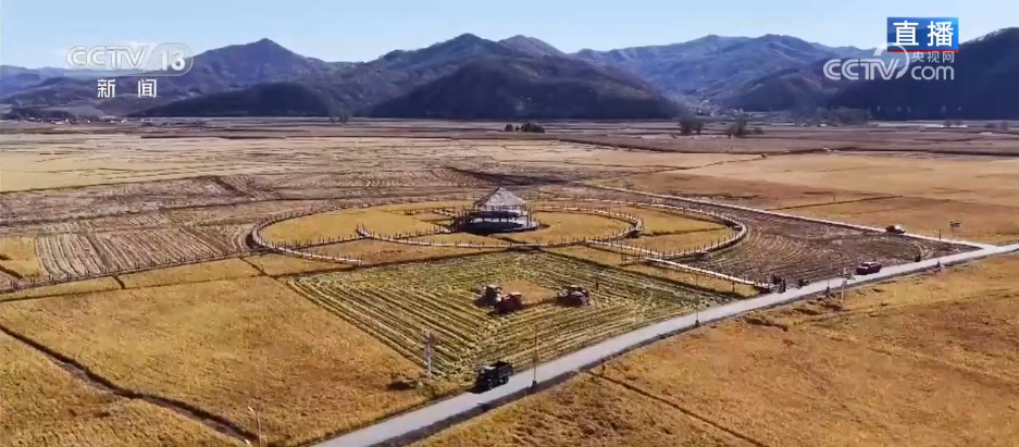金秋十月迎来水稻丰收季 现代农业科技为丰产丰收筑牢硬核根基 金秋十月迎来水稻丰收季 现代农业科技为丰产丰收筑牢硬核根基