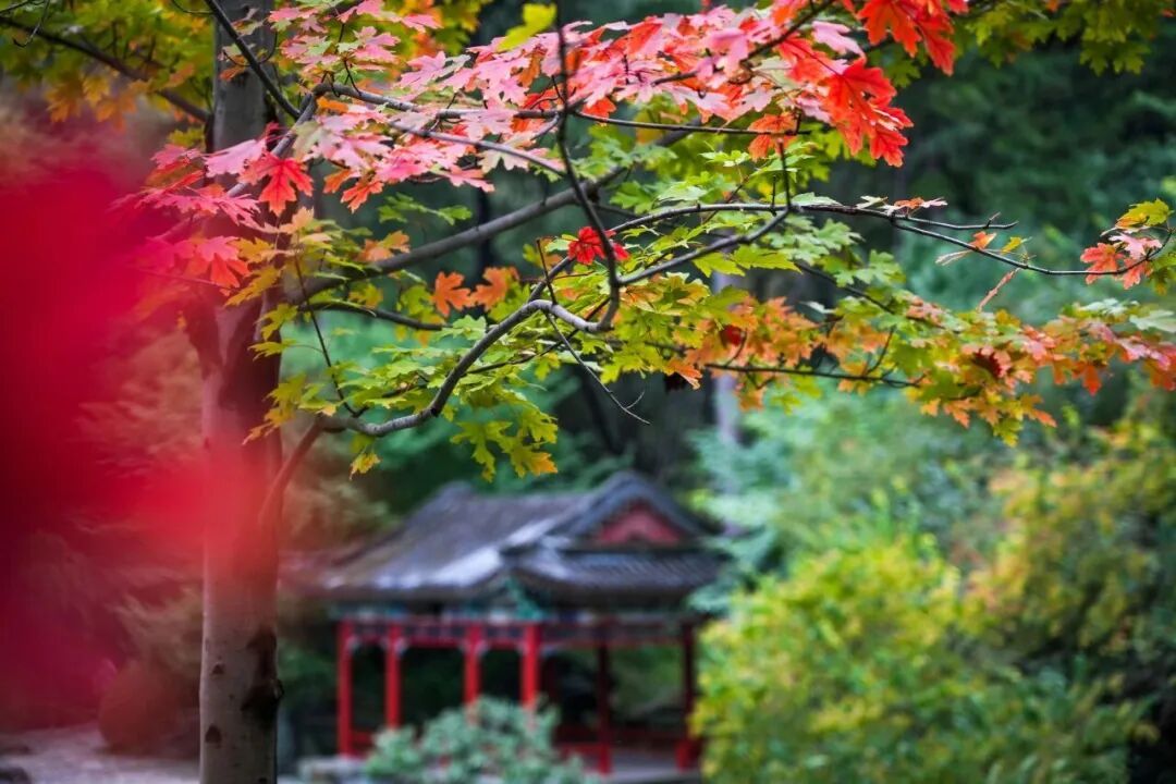 北京红叶有多美?这11个地方,带孩子去看看! 北京红叶有多美?这11个地方,带孩子去看看!