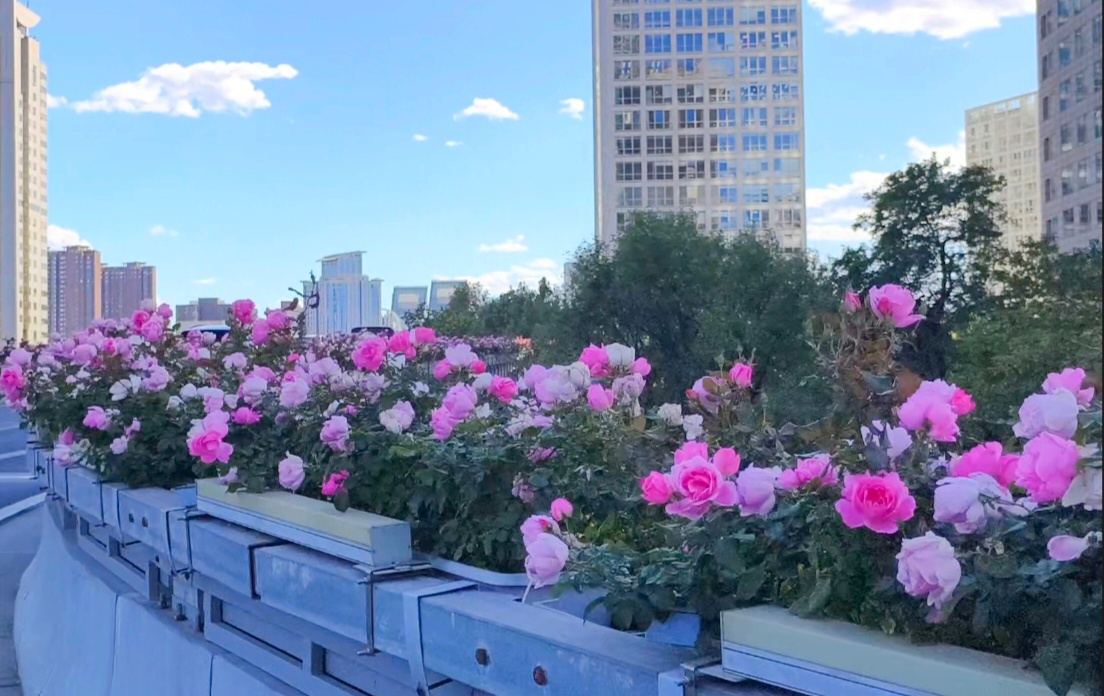 北京环路月季再度“爆花” 装点城市绚丽秋景