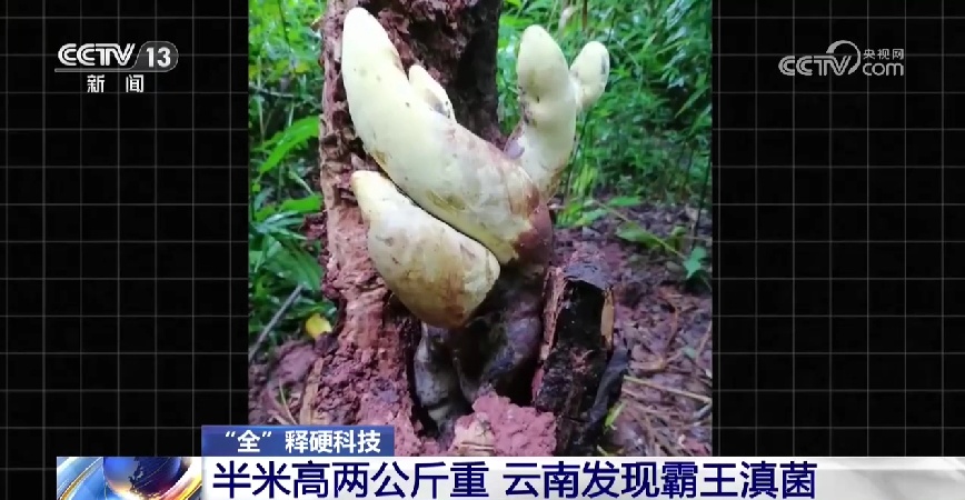 高半米,重2公斤!云南发现霸王滇菌 高半米,重2公斤!云南发现霸王滇菌
