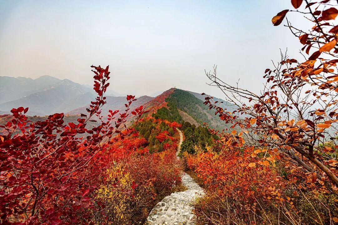 北京红叶有多美?这11个地方,带孩子去看看! 北京红叶有多美?这11个地方,带孩子去看看!