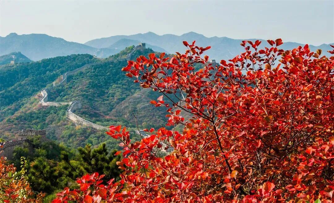 北京红叶有多美?这11个地方,带孩子去看看! 北京红叶有多美?这11个地方,带孩子去看看!