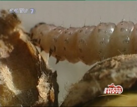 上海爸爸哄女儿生吃"板栗虫"?娃一口吞下: 好吃,还想吃…专家提醒 上海爸爸哄女儿生吃"板栗虫"?娃一口吞下: 好吃,还想吃…专家提醒
