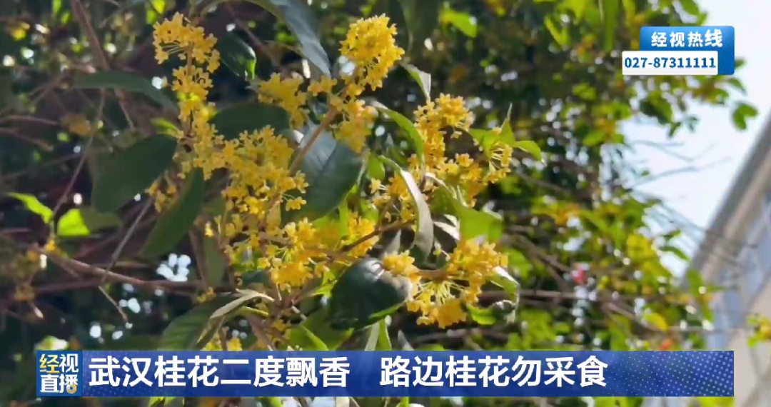 雨后,武汉桂花“加时”返场!医生提醒:路边的桂花别乱采乱吃 雨后,武汉桂花“加时”返场!医生提醒:路边的桂花别乱采乱吃