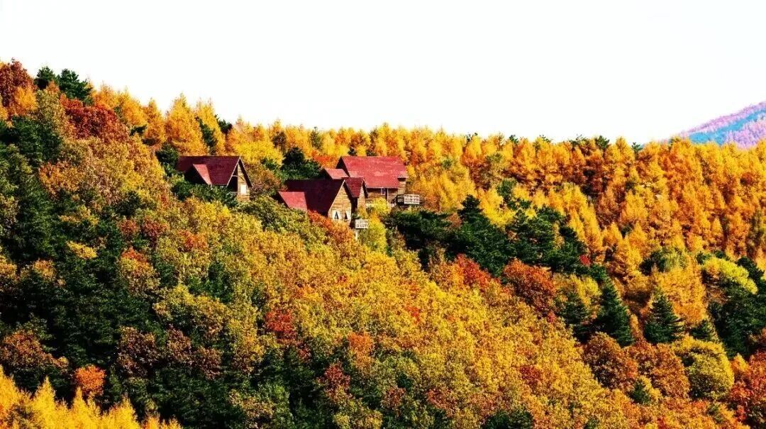 北京红叶有多美?这11个地方,带孩子去看看! 北京红叶有多美?这11个地方,带孩子去看看!