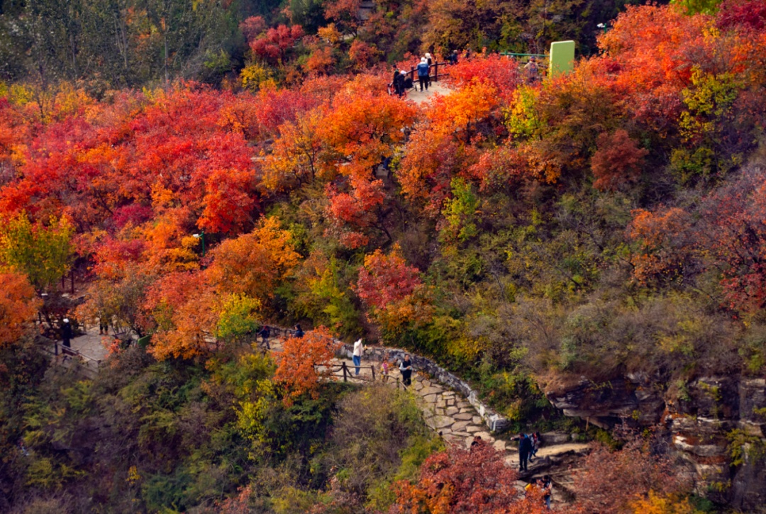 北京红叶有多美?这11个地方,带孩子去看看! 北京红叶有多美?这11个地方,带孩子去看看!