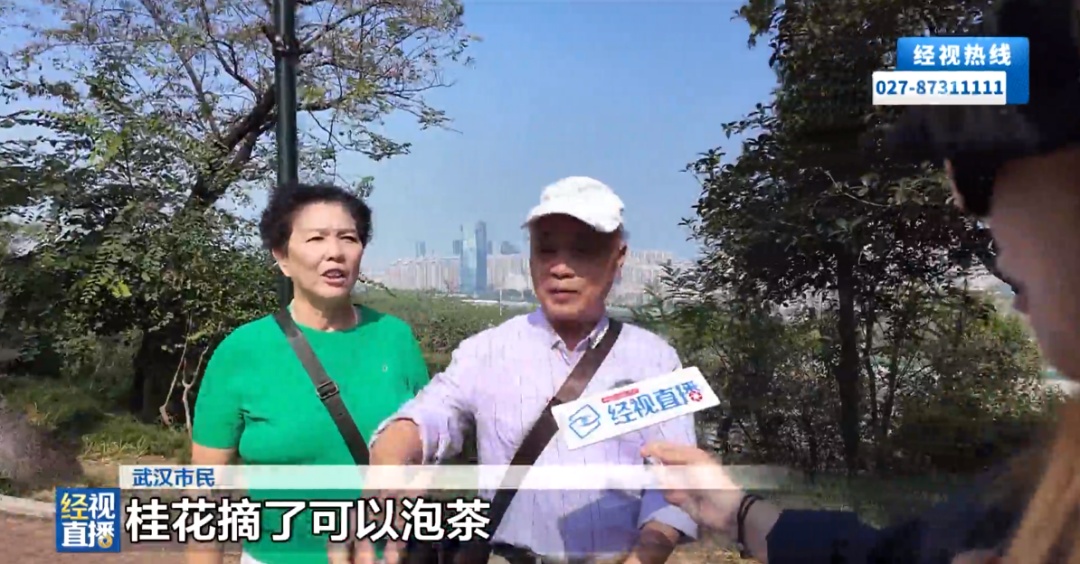雨后,武汉桂花“加时”返场!医生提醒:路边的桂花别乱采乱吃 雨后,武汉桂花“加时”返场!医生提醒:路边的桂花别乱采乱吃