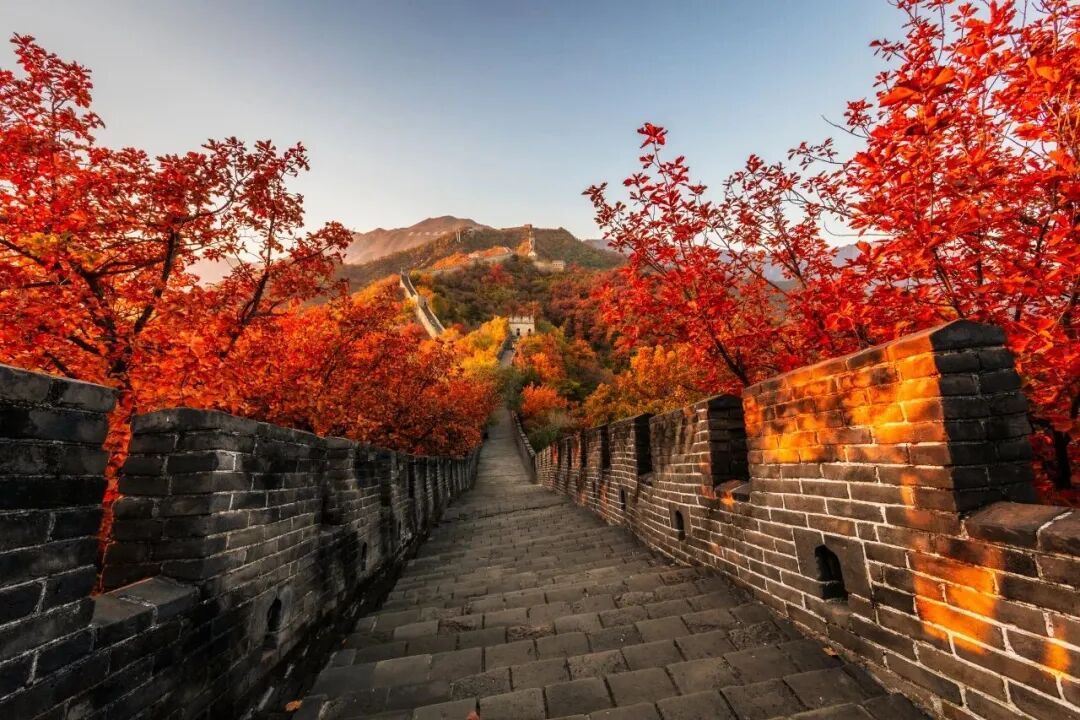 北京红叶有多美?这11个地方,带孩子去看看! 北京红叶有多美?这11个地方,带孩子去看看!
