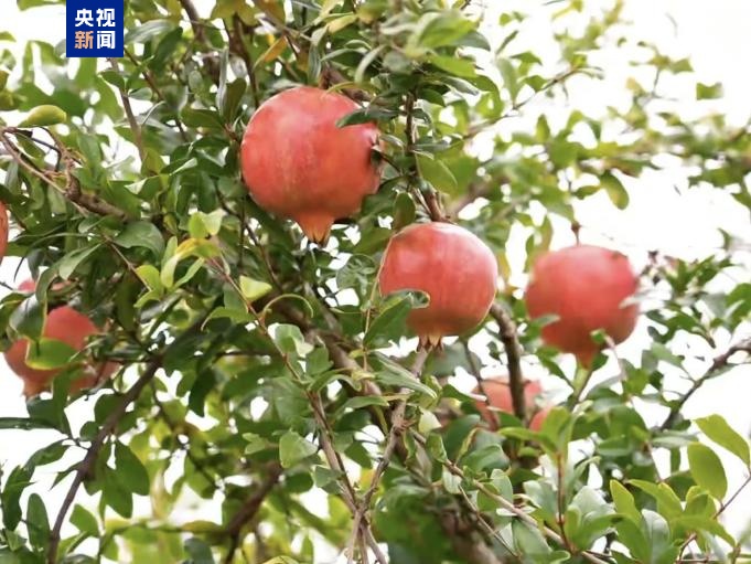女子想“美容”石榴连籽吃引发肠梗阻 哪些果核不能乱嚼？