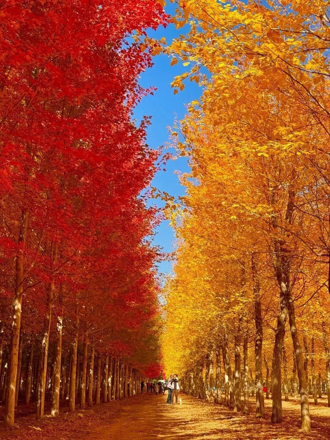 北京红叶有多美?这11个地方,带孩子去看看! 北京红叶有多美?这11个地方,带孩子去看看!