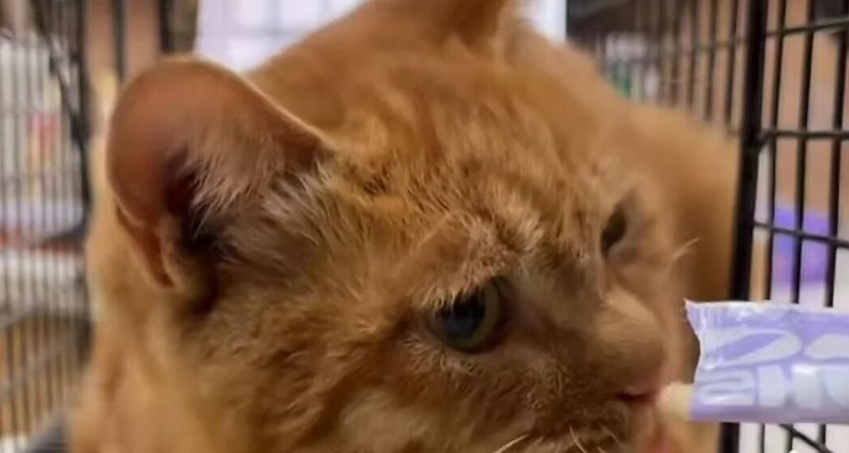 天安门站岗小橘猫“进宫”了!故宫回应 天安门站岗小橘猫“进宫”了!故宫回应