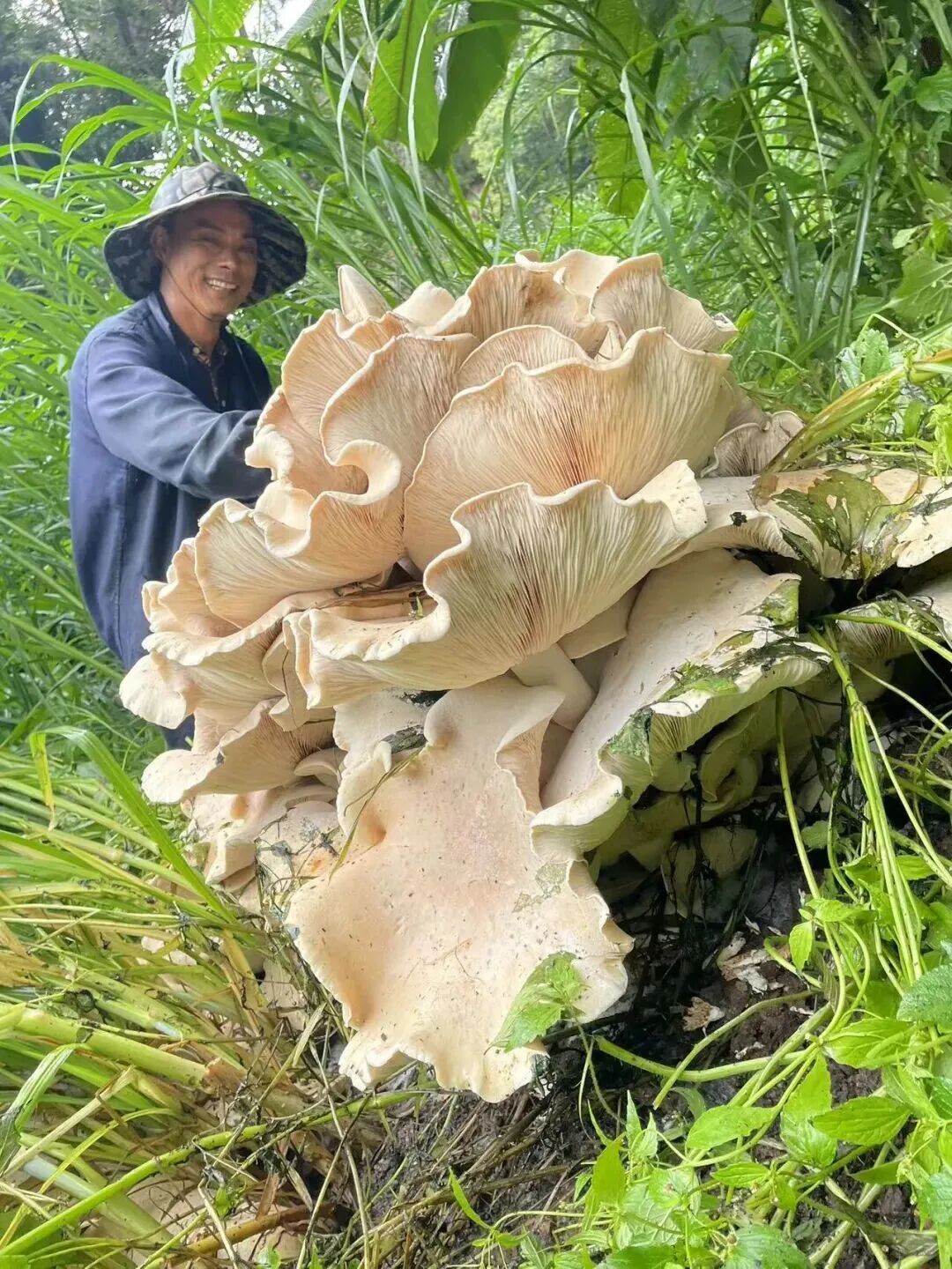 高半米、重超2公斤!新型巨无霸菌子被发现,网友好奇:能吃吗? 高半米、重超2公斤!新型巨无霸菌子被发现,网友好奇:能吃吗?
