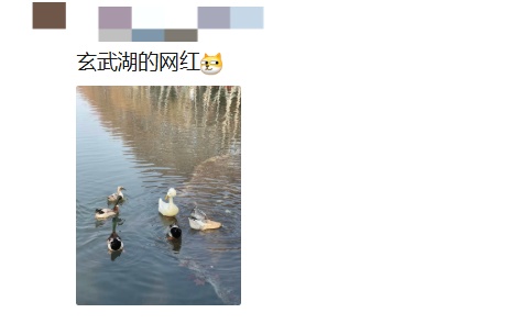 深圳一公园惊现“烫头鸭”!网友惊呼:竟然比我还卷 深圳一公园惊现“烫头鸭”!网友惊呼:竟然比我还卷