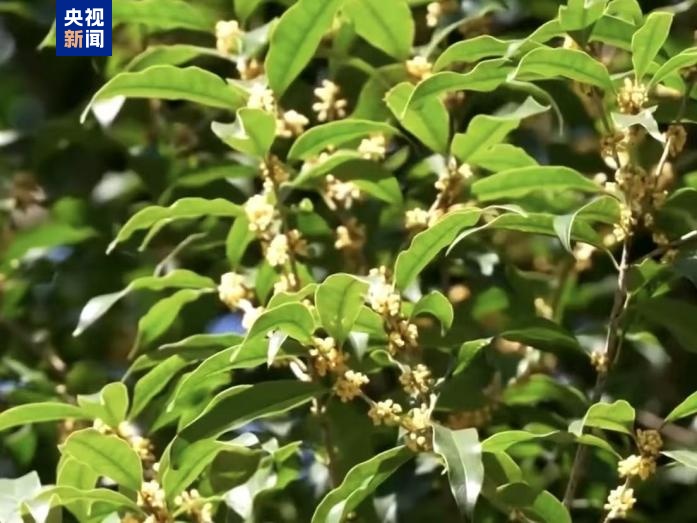 今年桂花迟到却更香了?想吃桂花建议别从路边采 今年桂花迟到却更香了?想吃桂花建议别从路边采