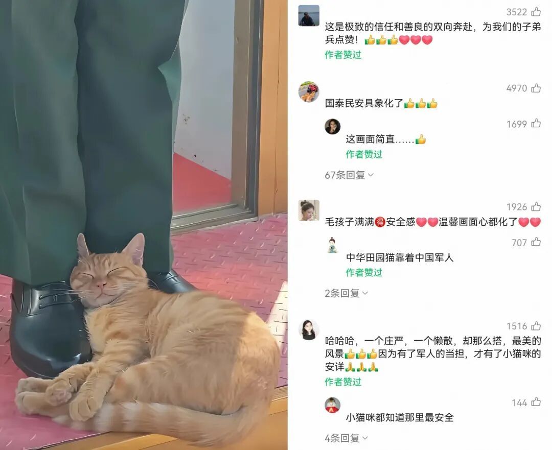 全网刷屏的天安门站岗小猫,被“收编”! 全网刷屏的天安门站岗小猫,被“收编”!