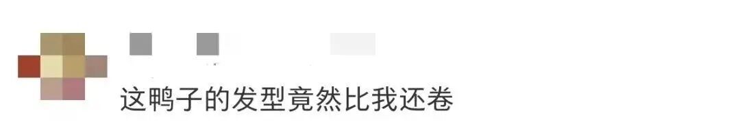 深圳一公园惊现“烫头鸭”!网友惊呼:竟然比我还卷 深圳一公园惊现“烫头鸭”!网友惊呼:竟然比我还卷