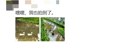 深圳一公园惊现“烫头鸭”!网友惊呼:竟然比我还卷 深圳一公园惊现“烫头鸭”!网友惊呼:竟然比我还卷