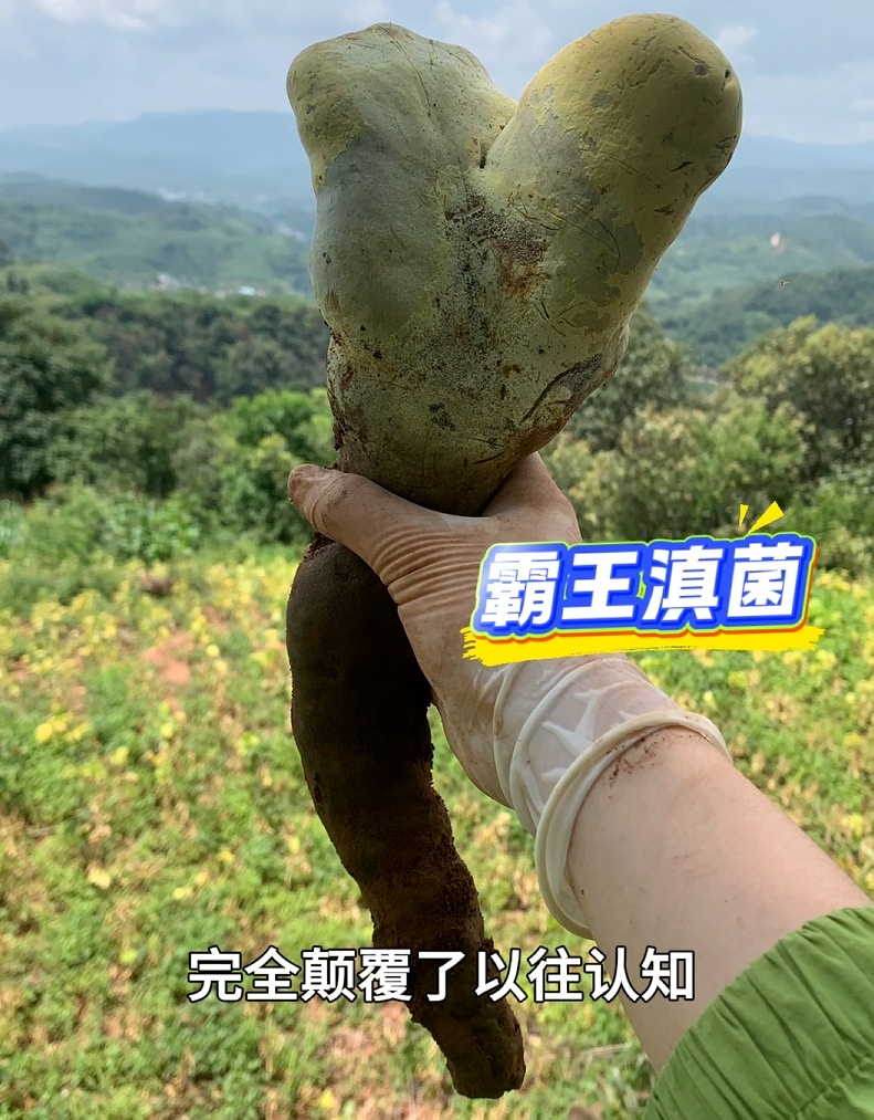 高半米、重超2公斤!新型巨无霸菌子被发现,网友好奇:能吃吗? 高半米、重超2公斤!新型巨无霸菌子被发现,网友好奇:能吃吗?