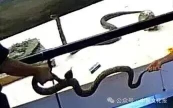 千年古寺内做引体向上、损坏博物馆蛇标本、长城上刻字……文物破坏行为为何屡禁不绝? 千年古寺内做引体向上、损坏博物馆蛇标本、长城上刻字……文物破坏行为为何屡禁不绝?