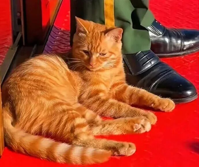 天安门站岗小橘猫“进宫”了!故宫回应 天安门站岗小橘猫“进宫”了!故宫回应