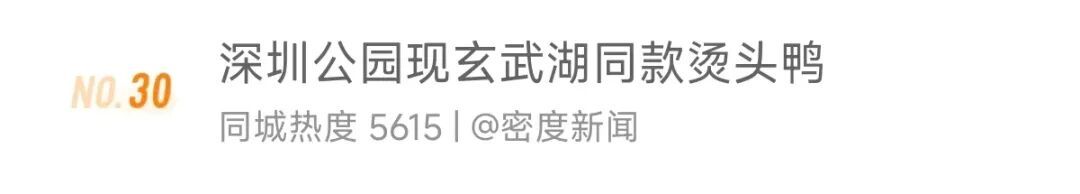 深圳一公园惊现“烫头鸭”!网友惊呼:竟然比我还卷 深圳一公园惊现“烫头鸭”!网友惊呼:竟然比我还卷