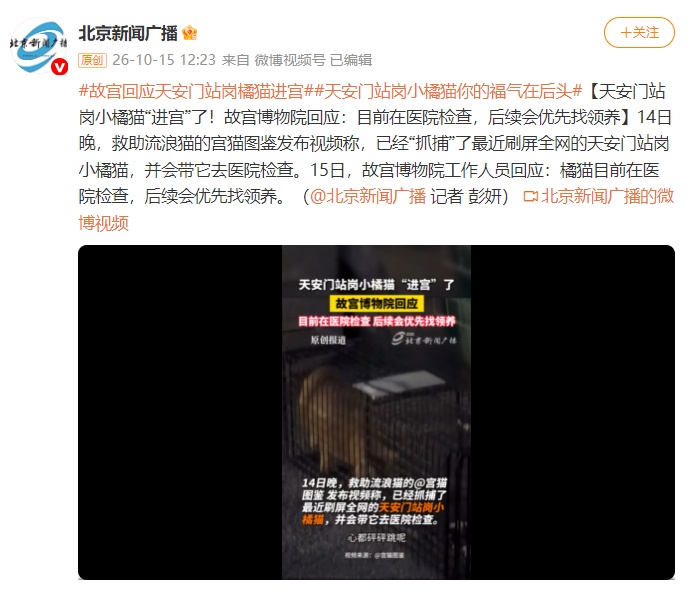 天安门站岗小橘猫“进宫”了!故宫回应:正在体检,优先寻找领养 天安门站岗小橘猫“进宫”了!故宫回应:正在体检,优先寻找领养