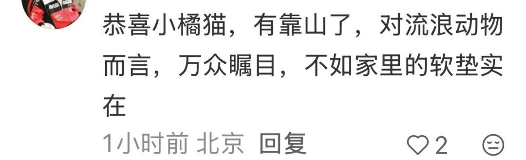 天安门站岗小橘猫“进宫”了!故宫回应 天安门站岗小橘猫“进宫”了!故宫回应