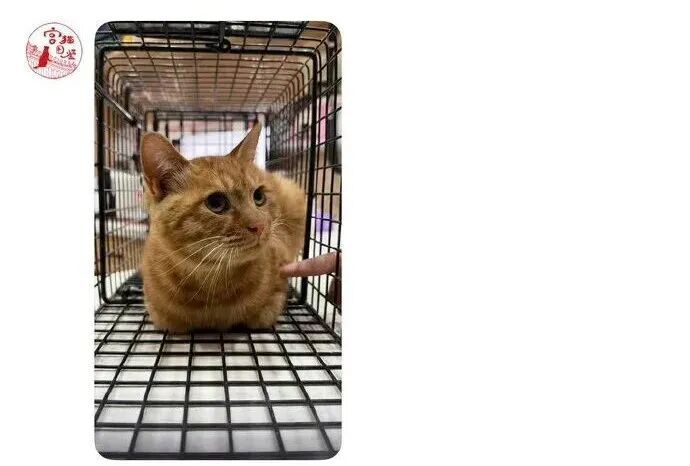 天安门站岗小橘猫“进宫”了!故宫回应 天安门站岗小橘猫“进宫”了!故宫回应