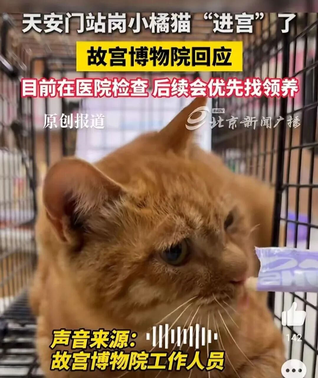 天安门站岗小橘猫“进宫”了!故宫回应:正在体检,优先寻找领养 天安门站岗小橘猫“进宫”了!故宫回应:正在体检,优先寻找领养