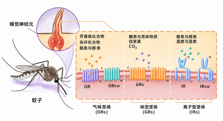 我国科学家找到蚊子“嗅觉导航”的关键拼图